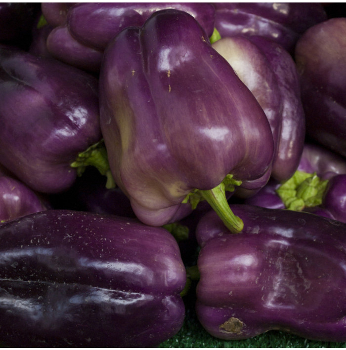 Paprika fialová Oda - Capsicum annuum - semená - 9 ks