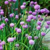Pažítka pobrežná Staro - Allium schoenoprassum - semená pažítky - 40 ks Pažítka pobrežná Staro - Allium schoenoprassum - semená pažítky - 40 ks