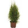 Tuja západná Thuja occidentalis 'Smaragd' výška 30-40 cm kvetináč 2 l Tuja západná Thuja occidentalis 'Smaragd' výška 30-40 cm kvetináč 2 l