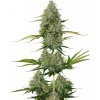 Seedstockers BCN Critical XXL semena neobsahují THC 3 ks