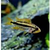 Apistogramma cacatuoides Apistogramma cacatuoides