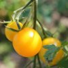 Paradajka Goldkrone - Solanum lycopersicum - Semená rajčiaka - 10 ks Paradajka Goldkrone - Solanum lycopersicum - Semená rajčiaka - 10 ks
