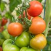 Paradajka Ailsa Craig - Solanum lycopersicum - semená - 8 ks Paradajka Ailsa Craig - Solanum lycopersicum - semená - 8 ks