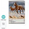 ARGUS Zošit A5 TYP 512 Wild horses 15910414 ARGUS Zošit A5 TYP 512 Wild horses 15910414