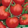 Semená: Paradajky kolíkové GALLANT F1 Semená: Paradajky kolíkové GALLANT F1