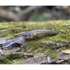 Wobler RAPALA Deep Tail Dancer TDD 9cm – Live Ayu Wobler RAPALA Deep Tail Dancer TDD 9cm – Live Ayu