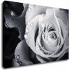 Impresi Obraz Čiernobiela ruže s kvapkami vody - 90 x 60 cm Impresi Obraz Čiernobiela ruže s kvapkami vody - 90 x 60 cm