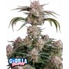 Fast Buds Cannabis Seeds Strawberry Gorilla Auto 1 ks Fast Buds Cannabis Seeds Strawberry Gorilla Auto 1 ks