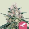 Royal Queen Seeds - Honey Cream Fast Version 10 ks - Semená neobsahujú THC. Royal Queen Seeds - Honey Cream Fast Version 10 ks - Semená neobsahujú THC.