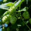 Chmeľ otáčavý - Humulus lupulus - semená chmeľu - 8 ks Chmeľ otáčavý - Humulus lupulus - semená chmeľu - 8 ks