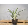 Aglaonema Matcha Lemon Aglaonema Matcha Lemon