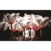Fototapeta na stenu - FT2686 - Bielo červené tulipány 208cm x 146cm - Vliesová fototapeta Fototapeta na stenu - FT2686 - Bielo červené tulipány 208cm x 146cm - Vliesová fototapeta