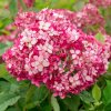 Hortenzia stromčekovitá - Hydrangea arborescens 'Ruby Annabelle' Hortenzia stromčekovitá - Hydrangea arborescens 'Ruby Annabelle'