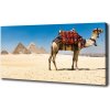 Foto obraz na plátne Ťava Káhira 100x50 cm Foto obraz na plátne Ťava Káhira 100x50 cm