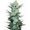 Fastbuds - Tangie Auto 1 ks - Semená neobsahujú THC Fastbuds - Tangie Auto 1 ks - Semená neobsahujú THC