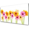 Sklenený obklad Do kuchyne Farebné kvety gerbery 100x50 cm Sklenený obklad Do kuchyne Farebné kvety gerbery 100x50 cm
