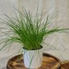 Pažítka pražská - Allium schoenoprasum L. - semená - 750 ks Pažítka pražská - Allium schoenoprasum L. - semená - 750 ks