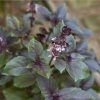 Bazalka škoricová - Ocimum basilicum - semená - 50 ks Bazalka škoricová - Ocimum basilicum - semená - 50 ks