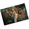 Kuchynská doska zo skla Tiger na strome 80x52 cm Kuchynská doska zo skla Tiger na strome 80x52 cm