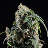 Kannabia Seeds - CBDV Auto 10 ks - Semená neobsahujú THC Kannabia Seeds - CBDV Auto 10 ks - Semená neobsahujú THC