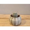 Mammillaria bombycina Mammillaria bombycina