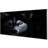 Obraz na akrylátovom skle Wolf eyes 100x50 cm Obraz na akrylátovom skle Wolf eyes 100x50 cm