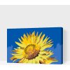 Vymalujsisam.sk Maľovanie podľa čísiel - Modrá obloha a slnečnica Veľkosť: 40x60cm, Rám: Na plastovej doske Vymalujsisam.sk Maľovanie podľa čísiel - Modrá obloha a slnečnica Veľkosť: 40x60cm, Rám: Na plastovej doske