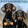 Dachshunds 2026 12 X 12 Wall Calendar (Brožovaná) Dachshunds 2026 12 X 12 Wall Calendar (Brožovaná)