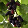 Moruša biela (Morus alba) ´GIANT FRUIT´ - výška 40-50 cm, kont. C3L - ČIERNOPLODÁ - VEĽKOPLODÁ Moruša biela (Morus alba) ´GIANT FRUIT´ - výška 40-50 cm, kont. C3L - ČIERNOPLODÁ - VEĽKOPLODÁ