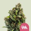 Royal Queen Seeds - Candy Kush Express Fast Version 5 ks - Semená neobsahujú THC. Royal Queen Seeds - Candy Kush Express Fast Version 5 ks - Semená neobsahujú THC.