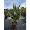 Chamaerops humilis v celkovej výške 130 cm Chamaerops humilis v celkovej výške 130 cm