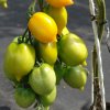 Paradajka Citrina kolíková - Solanum lycopersicum - Semená rajčiaka - 10 ks Paradajka Citrina kolíková - Solanum lycopersicum - Semená rajčiaka - 10 ks