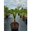 Phoenix canariensis vo výške 110 cm Phoenix canariensis vo výške 110 cm