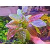 Echinodorus 'Chocolate Marble' (Košík Ø 5,5 cm) Echinodorus 'Chocolate Marble' (Košík Ø 5,5 cm)