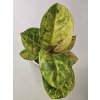 Aglaonema Apple Fantasy Konkrétna rastlina: Rastlina 2 Aglaonema Apple Fantasy Konkrétna rastlina: Rastlina 2