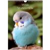 Wilde Wellensittiche (Wandkalender 2026 DIN A4 hoch), CALVENDO Monatskalender Wilde Wellensittiche (Wandkalender 2026 DIN A4 hoch), CALVENDO Monatskalender