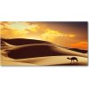 Foto obraz akrylový do obývačky Ťava Sahara 100x50 cm Foto obraz akrylový do obývačky Ťava Sahara 100x50 cm