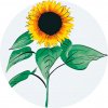Vymalujsisam.sk Maľovanie podľa čísiel - Slnečnica 2 Veľkosť: 50x50cm, Rám: Okrúhly rám Vymalujsisam.sk Maľovanie podľa čísiel - Slnečnica 2 Veľkosť: 50x50cm, Rám: Okrúhly rám