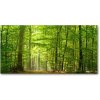 Foto obraz sklo tvrzené listnatý strom 100x50 cm Foto obraz sklo tvrzené listnatý strom 100x50 cm