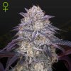 Green House Seed - Kings Juice Auto 1 ks - Semená neobsahujú THC. Green House Seed - Kings Juice Auto 1 ks - Semená neobsahujú THC.