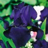 Kosatec nemecký Dusky Challenger - Iris germanica - predaj hľúz - 1 ks Kosatec nemecký Dusky Challenger - Iris germanica - predaj hľúz - 1 ks