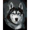 ZUTY Maľovanie podľa čísel - HUSKY PORTRÉT Rámovanie: vypnuté plátno na rám, Rozmer: 80x100 cm ZUTY Maľovanie podľa čísel - HUSKY PORTRÉT Rámovanie: vypnuté plátno na rám, Rozmer: 80x100 cm