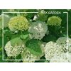 Hortenzia stromčekovitá - Hydrangea arborescens 'Annabelle' - 20/30cm Hortenzia stromčekovitá - Hydrangea arborescens 'Annabelle' - 20/30cm