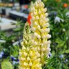 Vlčí bôb Kronleuchter - Lupina mnoholistá - Lupinus polyphyllus - semená - 40 ks Vlčí bôb Kronleuchter - Lupina mnoholistá - Lupinus polyphyllus - semená - 40 ks