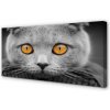 Obraz na plátne Sivá Britská mačka 100x50 cm Obraz na plátne Sivá Britská mačka 100x50 cm