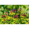 Malinočernica (Rubus fruticosus) ´BRISTOL´ - výška: 30-50 cm, kont. C1.5L/C2L Malinočernica (Rubus fruticosus) ´BRISTOL´ - výška: 30-50 cm, kont. C1.5L/C2L