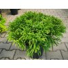 Kryptoméria japonská Globosa Nana, výška 30-40 cm, kvetináč 23 cm Kryptoméria japonská Globosa Nana, výška 30-40 cm, kvetináč 23 cm