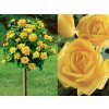 Ruža stromčeková Golden Perfumella na 80-90 cm kmienku, výška 110-140 cm, kvetináč 10 l Ruža stromčeková Golden Perfumella na 80-90 cm kmienku, výška 110-140 cm, kvetináč 10 l