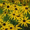 Rudbekia srstnatá - Rudbeckia hirta - predaj semien - 400 ks Rudbekia srstnatá - Rudbeckia hirta - predaj semien - 400 ks