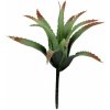 Lucky Reptile-Sukulenty Tillandsia, cca 17 cm bez základny Lucky Reptile-Sukulenty Tillandsia, cca 17 cm bez základny